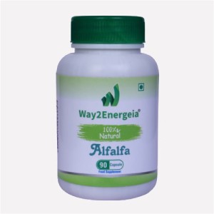 Alfalfa